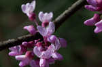 Eastern redbud